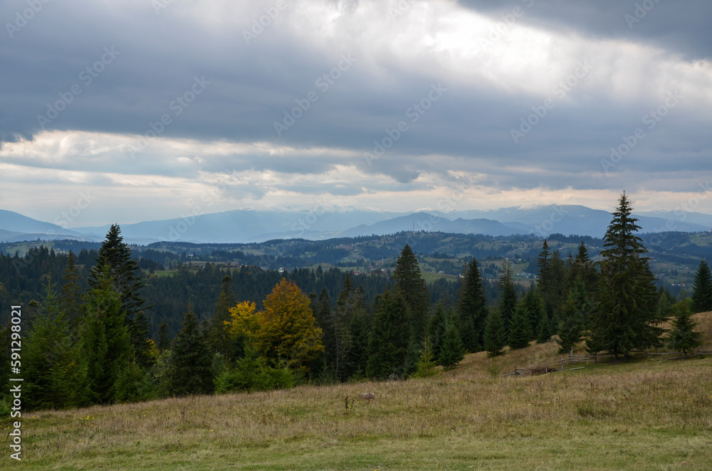 Beautiful nature scenery with spruce trees and sky with low clouds. Carpathian mountains, Ukraine 
