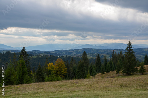 Beautiful nature scenery with spruce trees and sky with low clouds. Carpathian mountains, Ukraine 
