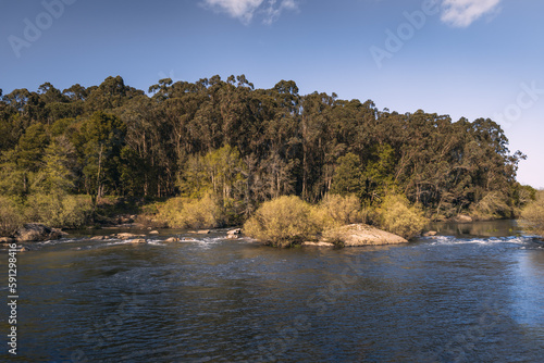 river in the forest