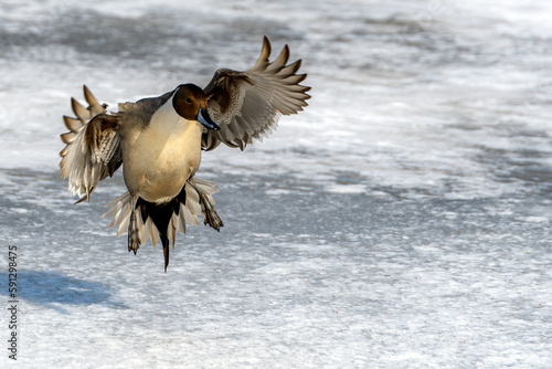 A northern pintail landing on a frozen pond. His wings are spread to slow his speed as he lands. photo