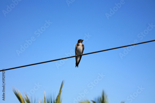 Golondrina posado en una cable de luz, con el cielo azul de fondo © SaraLizeth