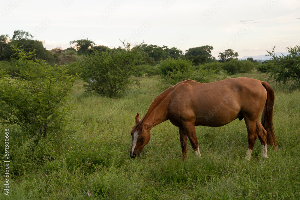 View of a brown horse grazing in the green meadow at sunset. View of a brown horse grazing in the green meadow at sunset.