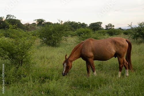 View of a brown horse grazing in the green meadow at sunset. 