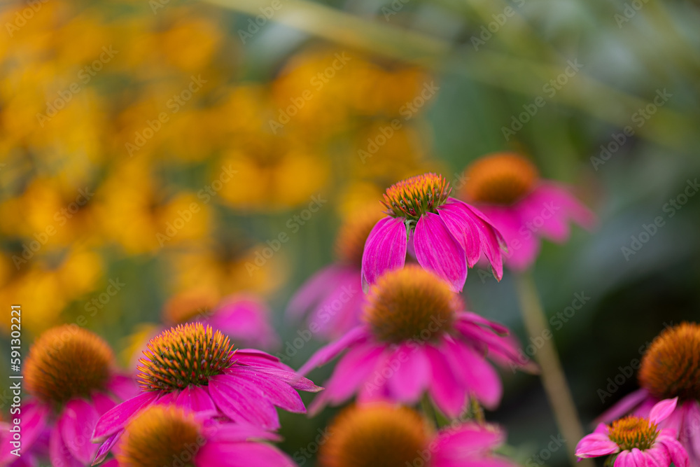 Coneflowers (Echinacea) with pink petals in full bloom in front of yellow coneflowers in blurred background Coneflowers (Echinacea) with pink petals in full bloom in front of yellow coneflowers in blurred background