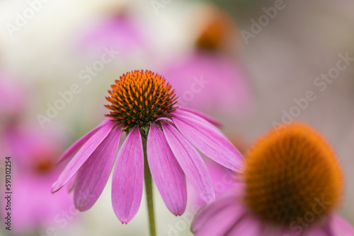 Close-up view at a coneflower  echinacea  with pink petals in full bloom with others in the blurred foreground and background