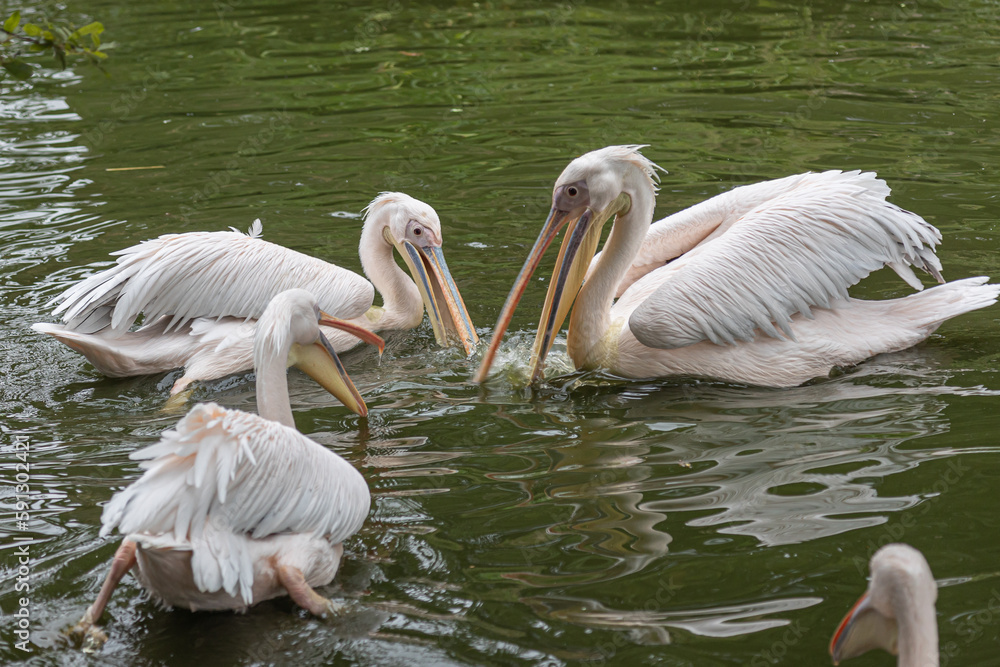 Three pelicans (pelecanus) with opened beaks for feeding swim together in a lake Three pelicans (pelecanus) with opened beaks for feeding swim together in a lake