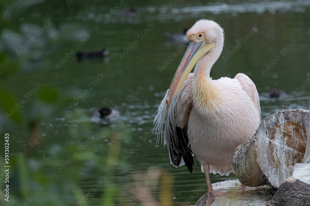 A pelican (pelecanus) stands on a rock close to a lake A pelican (pelecanus) stands on a rock close to a lake
