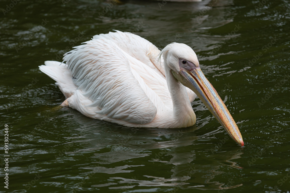 A pelican (pelecanus) swims in a lake for feeding A pelican (pelecanus) swims in a lake for feeding