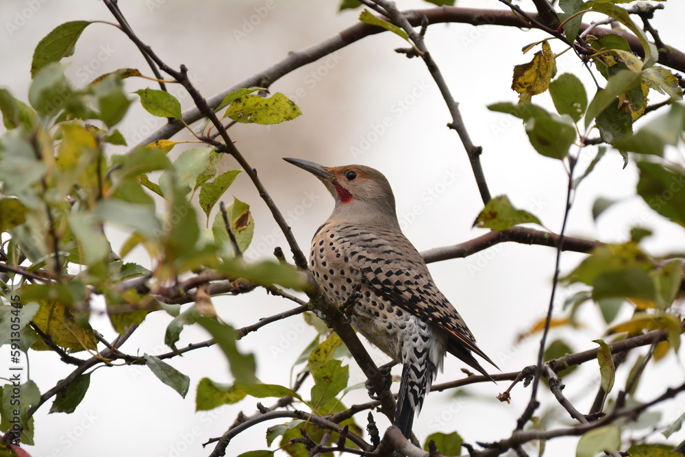 Northern Flicker in a tree Northern Flicker in a tree