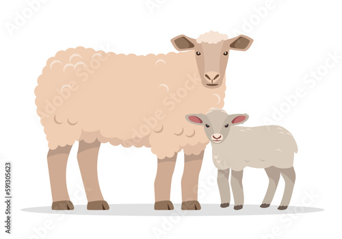 Family of sheeps. Farm animals. Sheep and baby lamb icons. Wool and meat production. Vector flat or cartoon illustration isolated on white background.