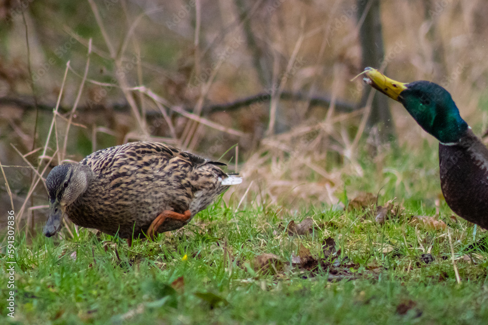 Obraz premium mallard duck