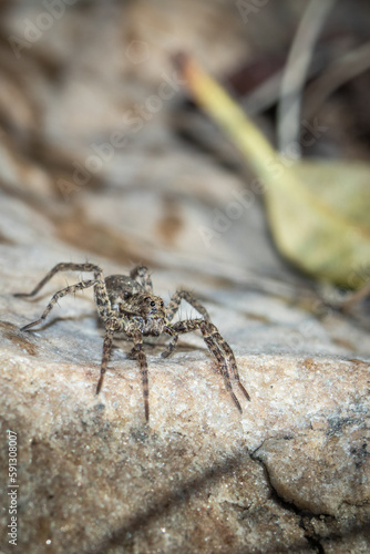 spider on a stone