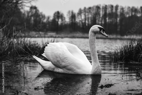 Swan at sea