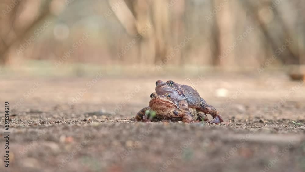 Pair of European Common Toad Frog Mating Amplexus during Breeding Season in City Park Alley Pair of European Common Toad Frog Mating Amplexus during Breeding Season in City Park Alley