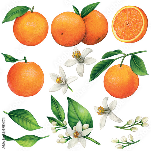 watercolor hand drawn realistic oranges and orange flowers