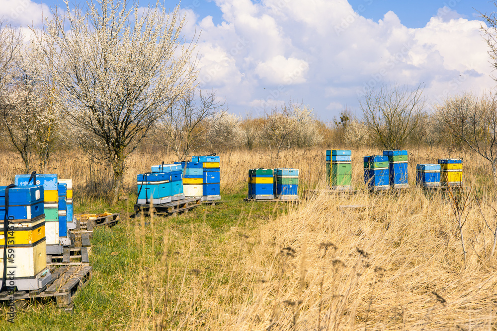 Colorful hives in the field, blooming trees, early spring daylight Colorful hives in the field, blooming trees, early spring daylight