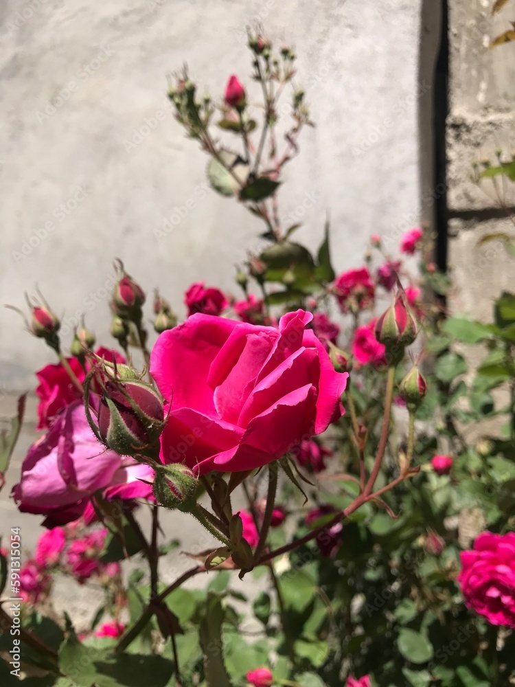 pink roses in a garden
