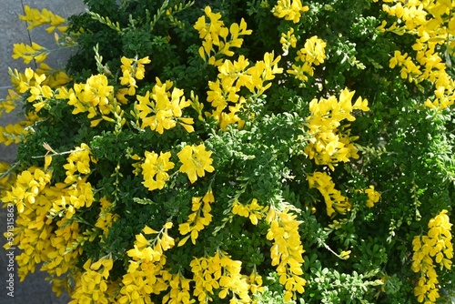Common bloom ( Cytisus scoparius ) flowers. Fabaceae evergreen shrub native to the Mediterranean coast. Flowering season is from April to June. poisonous plant.