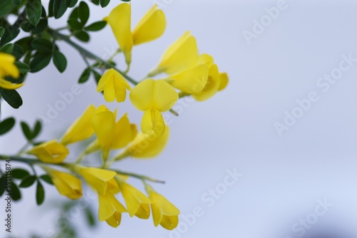 Common bloom ( Cytisus scoparius ) flowers.
Fabaceae evergreen shrub native to the Mediterranean coast. Flowering season is from April to June. poisonous plant.