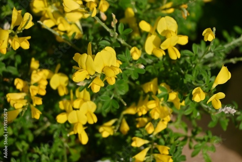 Common bloom ( Cytisus scoparius ) flowers. Fabaceae evergreen shrub native to the Mediterranean coast. Flowering season is from April to June. poisonous plant. © tamu