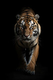 tigre em fundo preto 