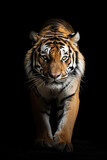 tigre em fundo preto 