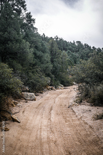 Sandy Dirt road in sand wash lined with pine trees in Hualapai mountains near Kingman Arizona