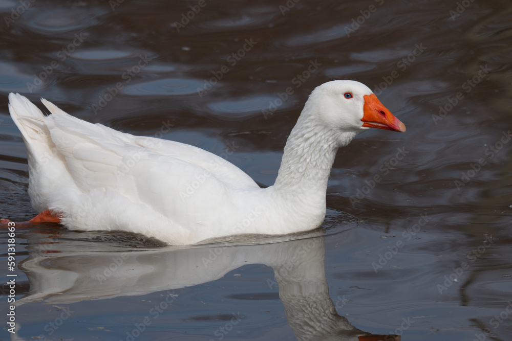 Portrait of Domestic goose, Anser cygnoides domesticus, in profile on bright green blurred background. Domesticated grey goose, greylag goose or white goose portrait.