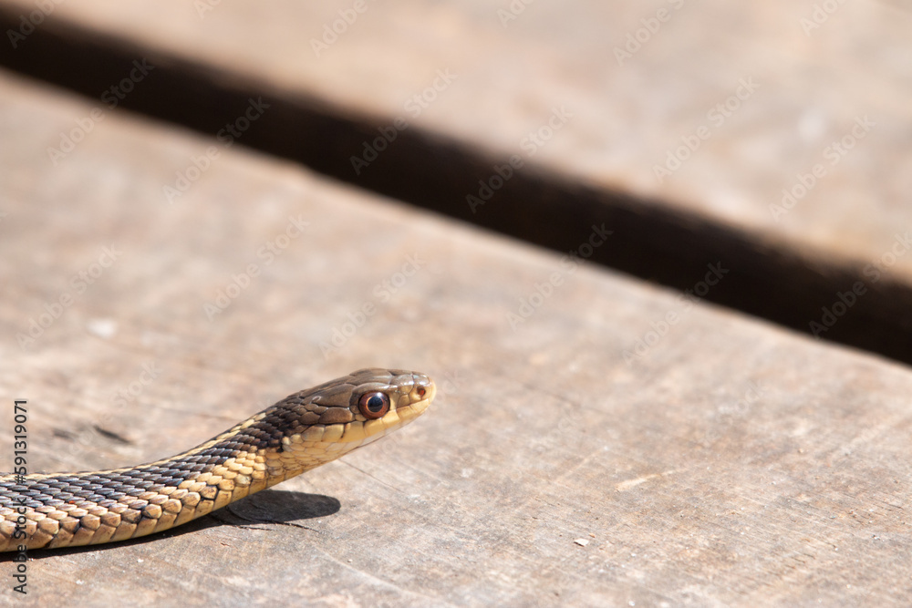 Fototapeta premium A young garter snake emerges from it's den early spring in Canada.