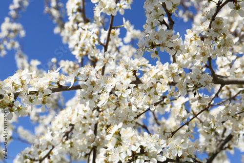 Beautiful blossoming cherry tree against blue sky, closeup