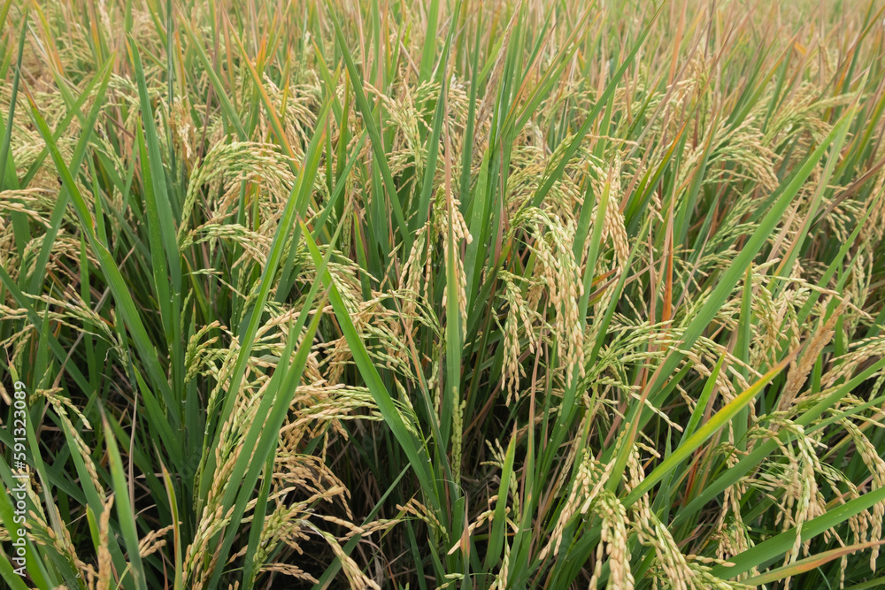 Rice fields or paddy fields in the countryside with a natural background in Indonesia. Rice fields or paddy fields in the countryside with a natural background in Indonesia.