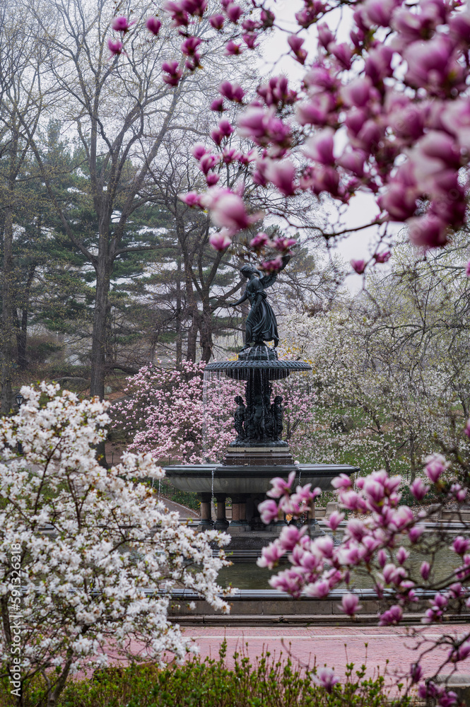 Central Park Bethesda fountain cherry blossom magnolia blossom Central Park Bethesda fountain cherry blossom magnolia blossom