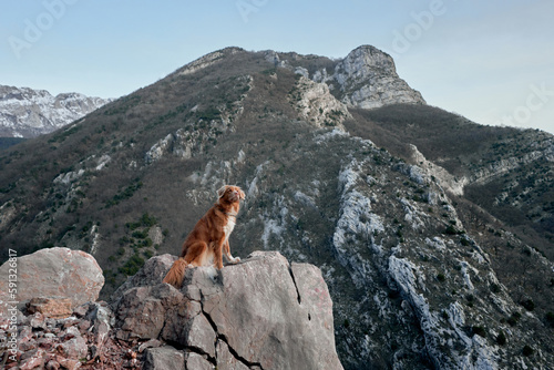 The dog stands in the mountains and looks at the peaks. Nova Scotia duck retriever in nature, on a journey. Hiking with a pet © annaav