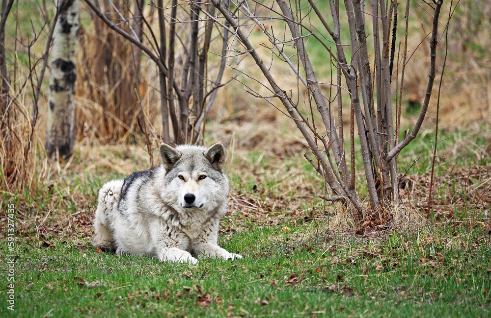 Gray Wolfdog resting - Canada
