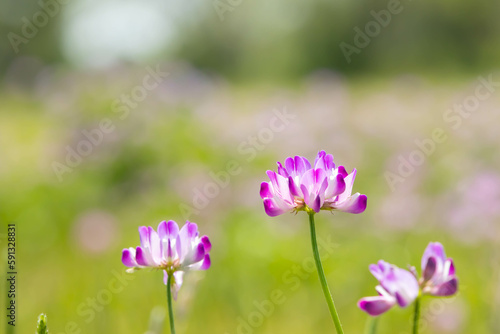 レンゲソウの花のクローズアップ