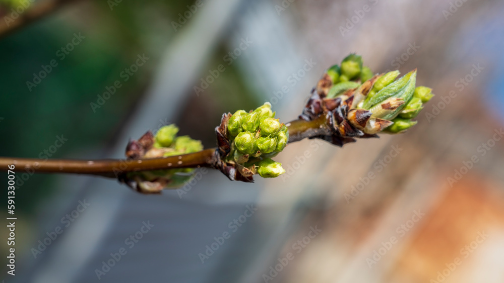 Small bud with young green leaves on twig of tree Small bud with young green leaves on twig of tree
