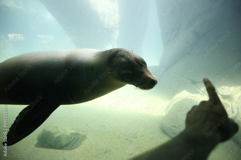 Naklejka premium FOCA