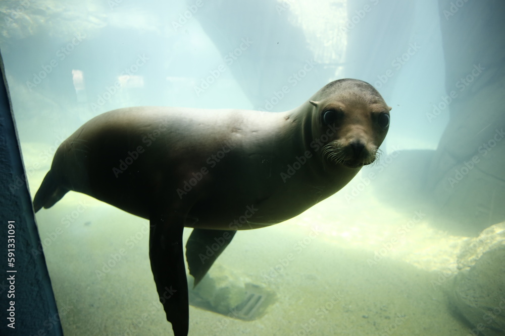 Fototapeta premium FOCA