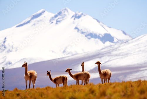 herd of guanacos in the altiplano against a snowy mountain of the flamenco national reserve in Antofagasta region