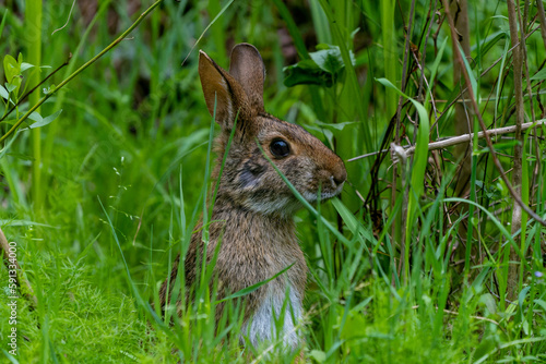 Swamp Rabbit