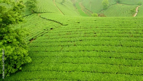 Long coc tea plantation Vietnam. Undulating lumpy waving hills covered in lush green farmland creating a mystic fairytale landscape. Drone reveal horse shoe formation with mistily horizon. photo