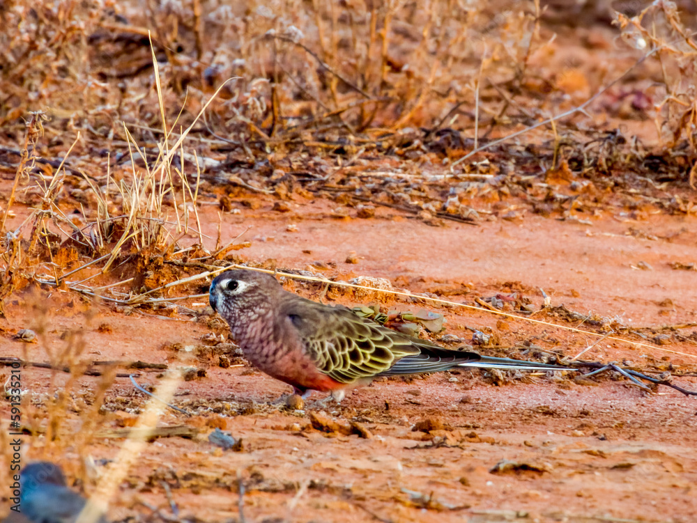 Bourke's Parrot in Queensland Australia Bourke's Parrot in Queensland Australia