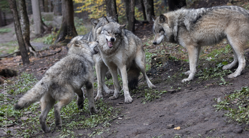 Clash of the Canines, The Fierce Battle for Dominance Among a Pack of Mighty Timber and Grey Wolves. Wildlife Photography. Clash of the Canines, The Fierce Battle for Dominance Among a Pack of Mighty Timber and Grey Wolves. Wildlife Photography.