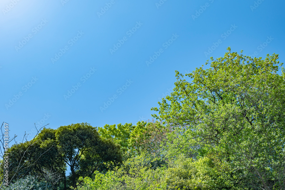 春、新緑の森の木々の上の雲のない晴天の青空　旅行・観光・祝日・アウトドアのイメージ