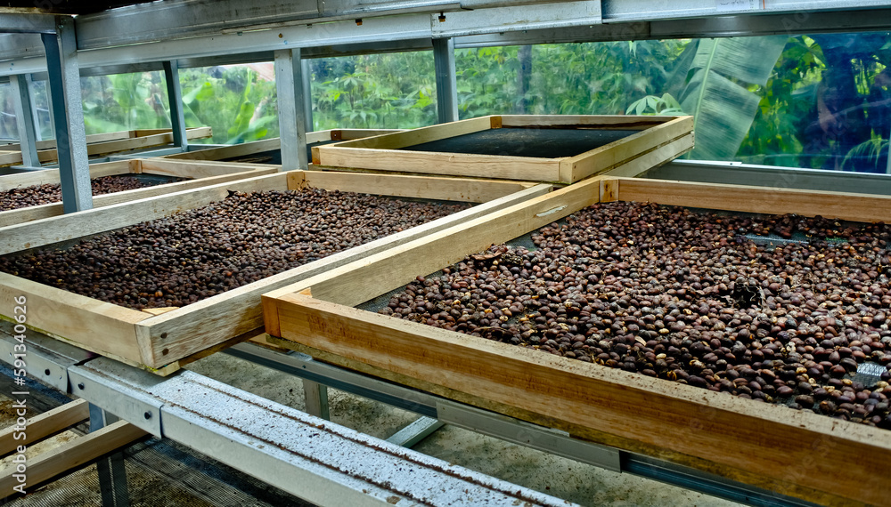 Coffee beans are dried through the process of drying in the sun Coffee beans are dried through the process of drying in the sun