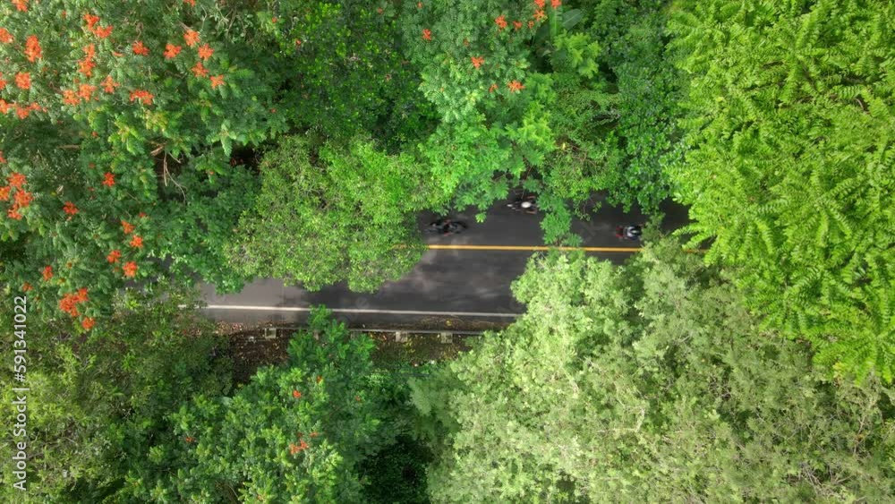 Top down aerial view of road with busy traffics surrounded by dense trees with motorcyclists and cars passing at high speed on the motorway. Transportation, city, Indonesian remote location by drone Top down aerial view of road with busy traffics surrounded by dense trees with motorcyclists and cars passing at high speed on the motorway. Transportation, city, Indonesian remote location by drone