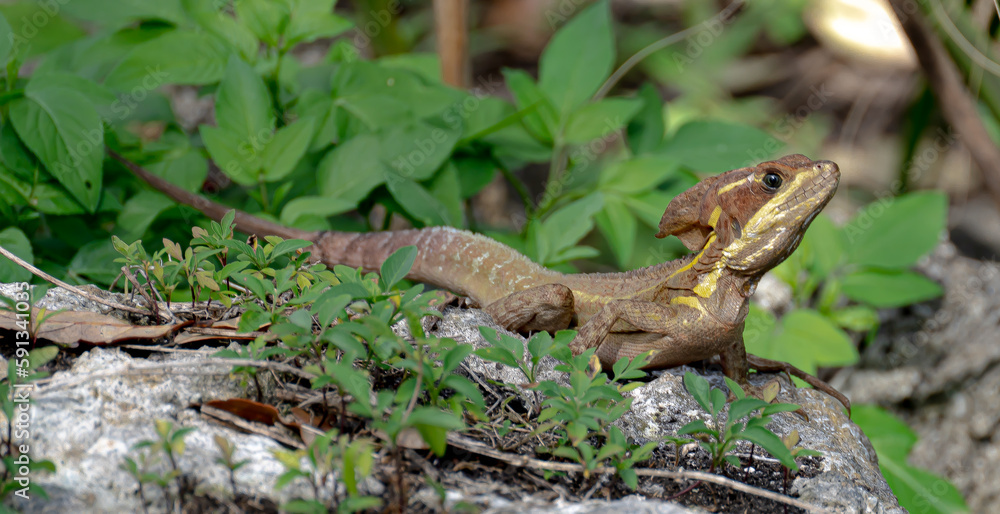 basilisk lizard on a rock basilisk lizard on a rock