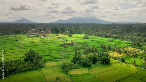 Drone shot Of Green Rice Fields With Tropical Forest And Mountains In Sunrise In Bali, Indonesia. - Classic tourism destination aerial view photo