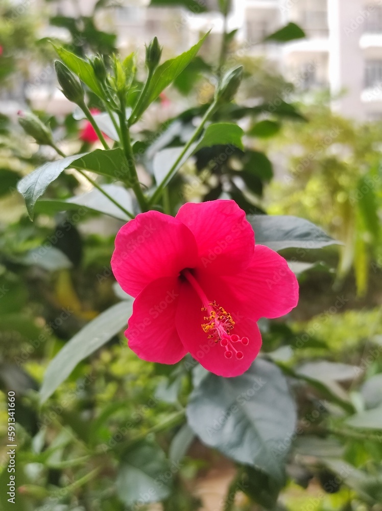 Obraz premium red hibiscus flower