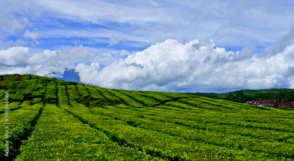 view of Kayu Aro tea garden, Mount Kerinci, Jambi